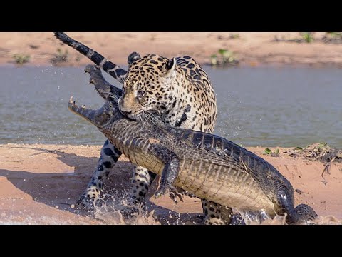 Видео: Ягуар – король джунглей! Охотник на крокодилов и главный хищник Америки!