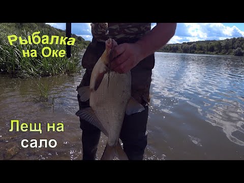 Видео: Ловля леща на Сало на пружины. Трое суток на реке.