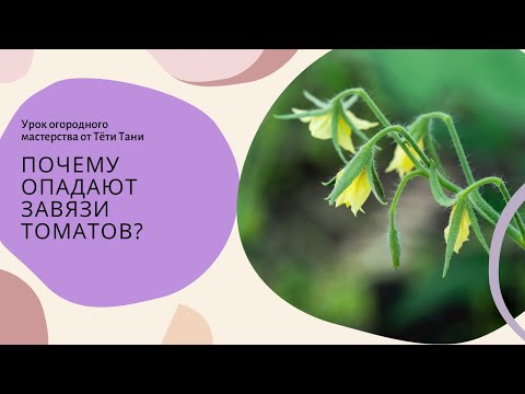 Видео: Опадение завязей томатов. В чем причины?