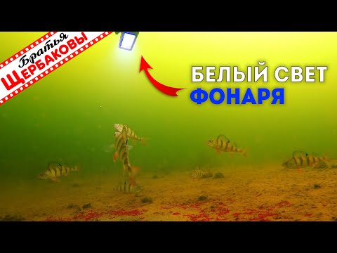 Видео: РЕАКЦИЯ РЫБЫ НА СВЕТ ФОНАРЯ или подводный солярий. )  Зимняя рыбалка