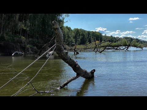Видео: Щуки и судаки в КОРЯГАХ снимают скальп с чебурашек!! Рыбалка на Алтае. Обь ,джиг!