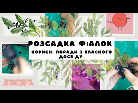 Видео: Фіалки Африканські,  пересадка,  корисні поради #фіалкиафриканські