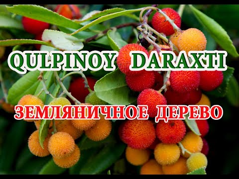 Видео: Қулпиной дарахти Ўзбекистонда. Земляничное дерево в Узбекистане