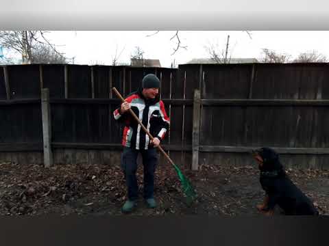 Видео: Воспитание ротвейлера, который мешает работать.