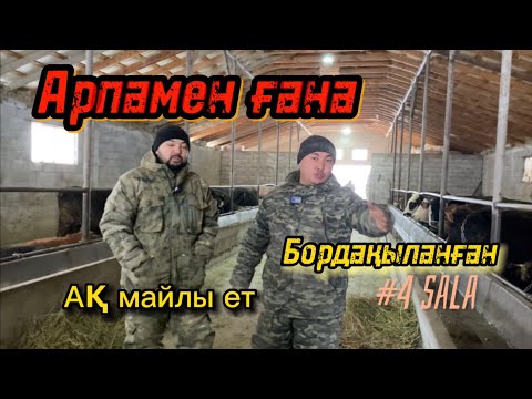 Видео: Мал бордақылаудың түрлері көп алдағы видеода басқаша түрімен бөлісетін боламыз (дробилка)