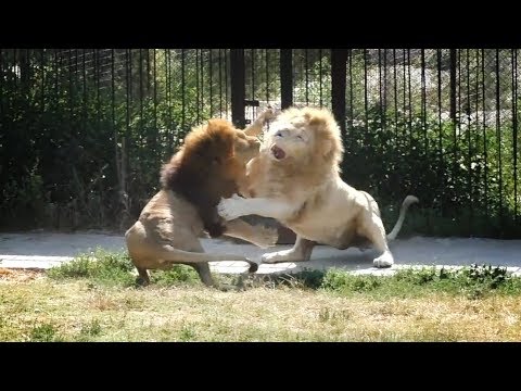 Видео: Чук вернулся. На Малыша нападают. Олежка на нервах. Львы. Тайган. Lions in Taigan.