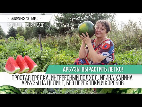 Видео: Выращиваем арбузы на целине Без перекопки и коробов / Ирина Ханина