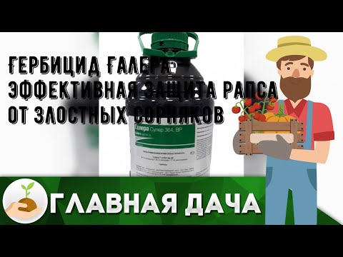 Видео: Гербицид Галера — эффективная защита рапса от злостных сорняков