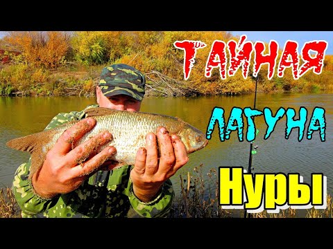 Видео: ТАЙНАЯ ЛАГУНА НУРЫ!!! Рыбалка на реке Нура 2023. #рыбалка #река  #донка #язь #судак