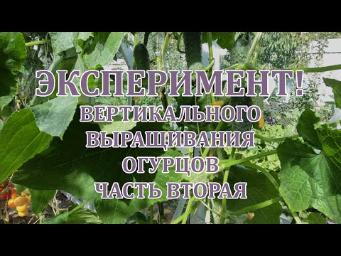Видео: Эксперимент, горизонтального выращивания огурцов