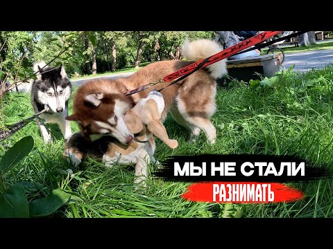 Видео: АГРЕССИВНЫЕ ХАСКИ НА СОБАЧЕЙ ПЛОЩАДКЕ | Сложности в общении с собаками