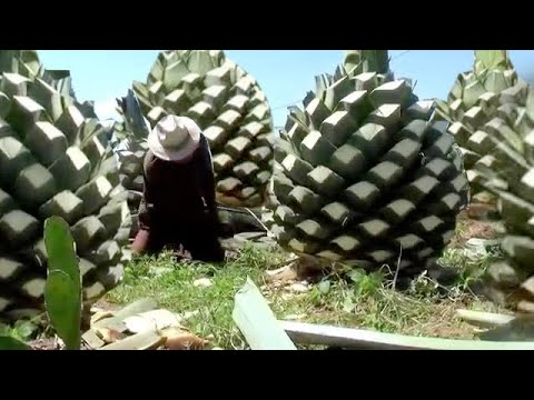 Видео: Мескаль Текила Традиционная обработка