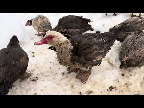 Видео: Почему утки грязные и что с этим делать