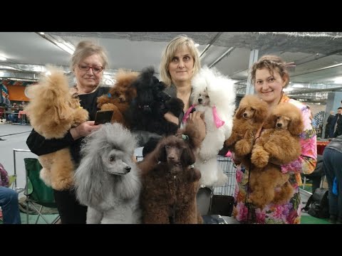 Видео: Монопородная выставка Пудель "РКК"Эксперт : Каширин Н.М.