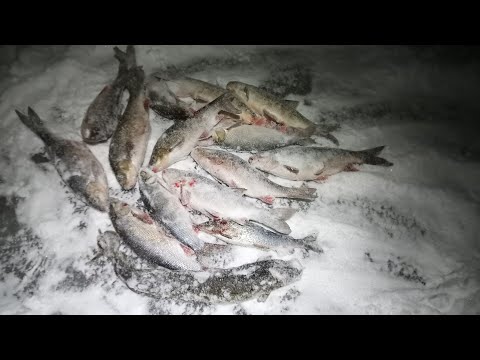 Видео: С каждым разом улов всё лучше \ Такая рыбалка мне по душе \ 01.12.24