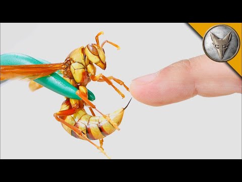 Видео: УЖИЛЕН от ОСАТА ЕКЗЕКУТОР 🐝 Епичното предизвикателство на Coyote | Brave Wilderness Български