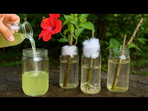 Видео: 🌺Техника укоренения ВЕТВЕЙ гибискуса в ВОДЕ