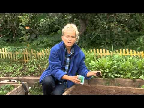 Видео: Все о выращивании капусты. ПОСАДКА РАССАДЫ В ГРУНТ.Часть 4