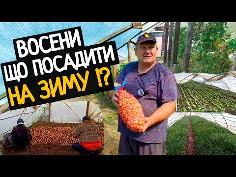 Видео: Життя в селі. Що ще можна посадити в теплицю та городі на Зиму 