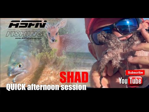 Видео: Короткая дневная сессия для SHAD ⁠ | Рыбалка на клювачных/луфарей/эльфов | ASFN Rock & Surf