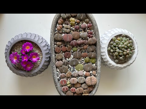 Видео: Литопсы/ Lithops. Фрития/ Frithia. Фенестрария/ Fenestraria. Летний уход. 05.07.2023.