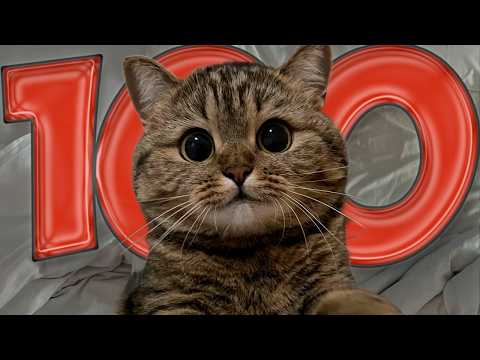 Видео: 100 Фактов О Котиках