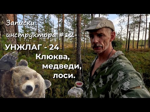 Видео: Записки инструктора #12. Сезон 2024г. УНЖЛАГ - 24. Клюква, медведи, лоси.