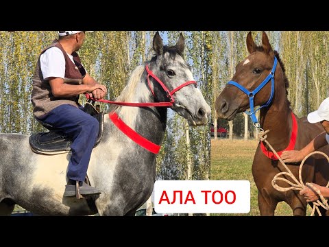 Видео: ПАЙ ПАЙ ПАЙ  АЛА ТОО Тоха Браттан Сатууга Чыкты 