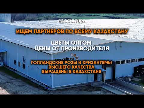 Видео: С 2012 года выращиваем свежие цветы в Казахстане 💐Ищем надёжных партнёров по всей стране!#цветы 
