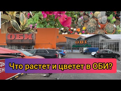 Видео: Обзор растений в ОБИ, 25.10.2024, Москва. OBI на Варшавском шоссе.