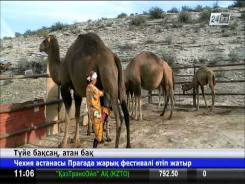 Видео: Маңғыстаулық шаруа түйе шаруашылығын дамытуда