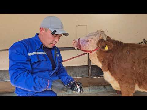 Видео: 17 октября 2025 г.Оксил кассалигини доволашда фойдали булган маслахатлар 