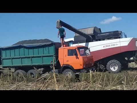 Видео: 14.09.2021. Уборка подсолнечника! 35см и 70см междурядье! Итоги....