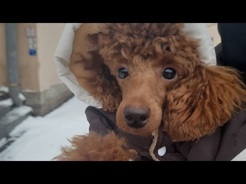 Видео: Мифы в которые мы верим | Почему собака ест траву? 