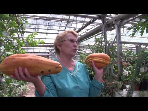 Видео: В бананово-лимонном Сингапуре и в Уфе райский сад