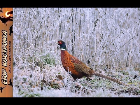 Видео: Охота на фазана после метели: морозные просторы.
