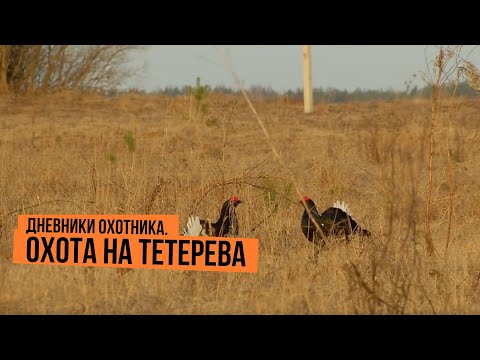 Видео: Охота на тетерева \ Дневники охотника