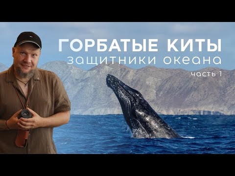 Видео: Горбатые киты — защитники океана для родителей и детей | Лекция Станислава Стельмаховича 1часть