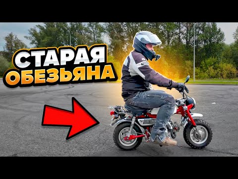 Видео: Honda Z50 Monkey: личинка мотоцикла #МОТОЗОНА №230
