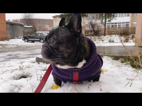 Видео: Собака не хотела, но хозяин заставил... | Черевички для Французского бульдога