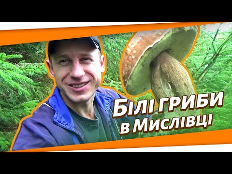 Видео: Карпатські гриби (Мислівка). Білі гриби у Карпатах