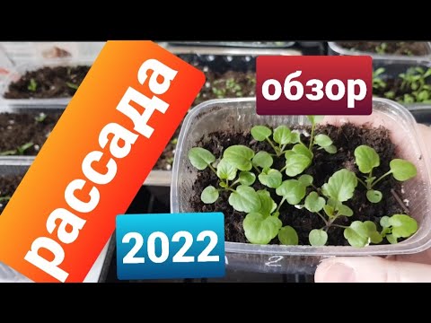 Видео: Обзор рассады цветов/Сезон 2022/ Что посеяла, что взошло/