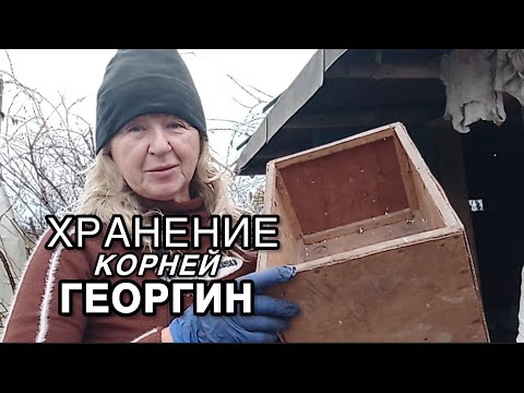 Видео: Мой способ хранения корней георгин на зиму по ГОСТу. 