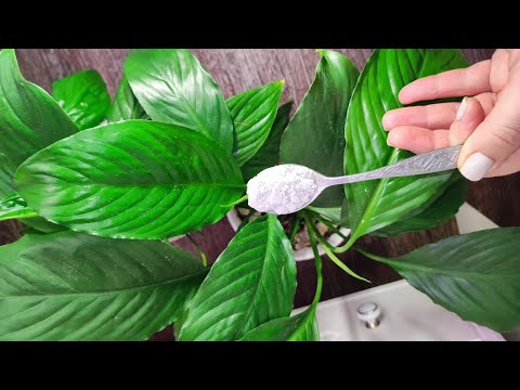 Видео: 1 ЧАЙНАЯ ЛОЖКА под СПАТИФИЛЛУМ и ДАЖЕ ДОХЛЫЙ ЦВЕТОК ПОЗЕЛЕНЕЕТ и ВМИГ ЗАЦВЕТЕТ!