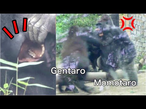 Видео: Бой горилл◆После большой драки Гентаро повредил зуб. СИЛЬВЕРБАК и его сын【 Семья Момотаро