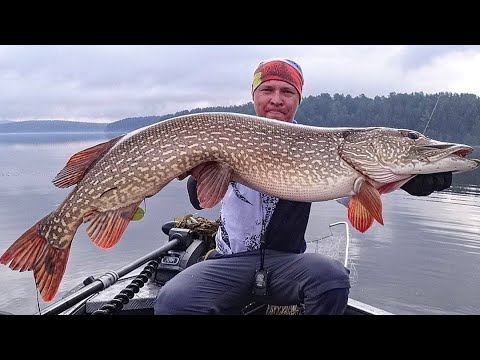 Видео: РЫБАЛКА В ЖАБОВНИКЕ - БОРЬБА СО ЩУКОЙ ЗАДЕСЯТКОЙ НА МЕЛКОВОДЬЕ
