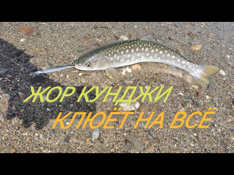 Видео: Раздача кунджи! Клюет на любые приманки!