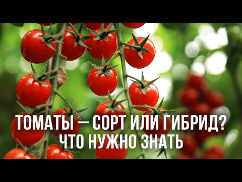 Видео: Сорт или гибрид томата – что лучше выбрать для посадки. Уход за томатами. Формировка томатов
