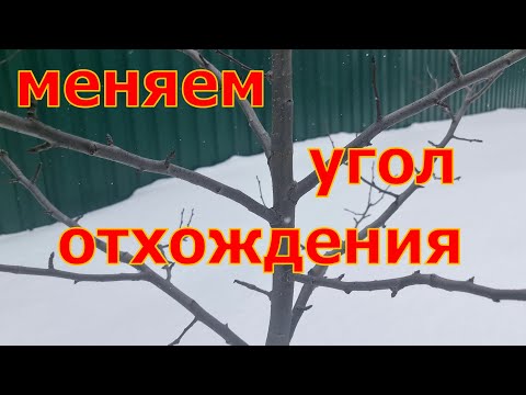 Видео: ВАЖНО! ПРАВИЛЬНЫЙ УГОЛ отхождения ветвей! Ускоряем плодоношение! ОТТЯЖКИ