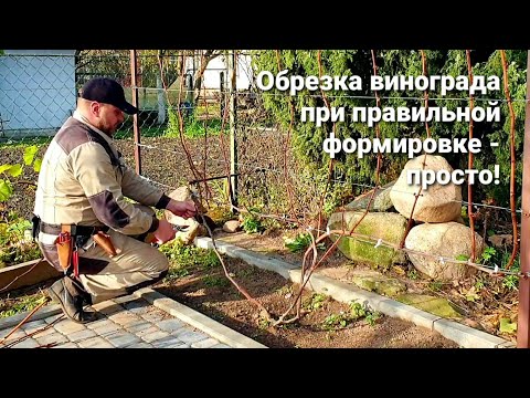 Видео: Обрезка винограда при правильной формировке - просто!